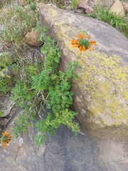 Leonotis ocymifolia