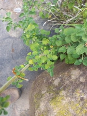 Leonotis ocymifolia