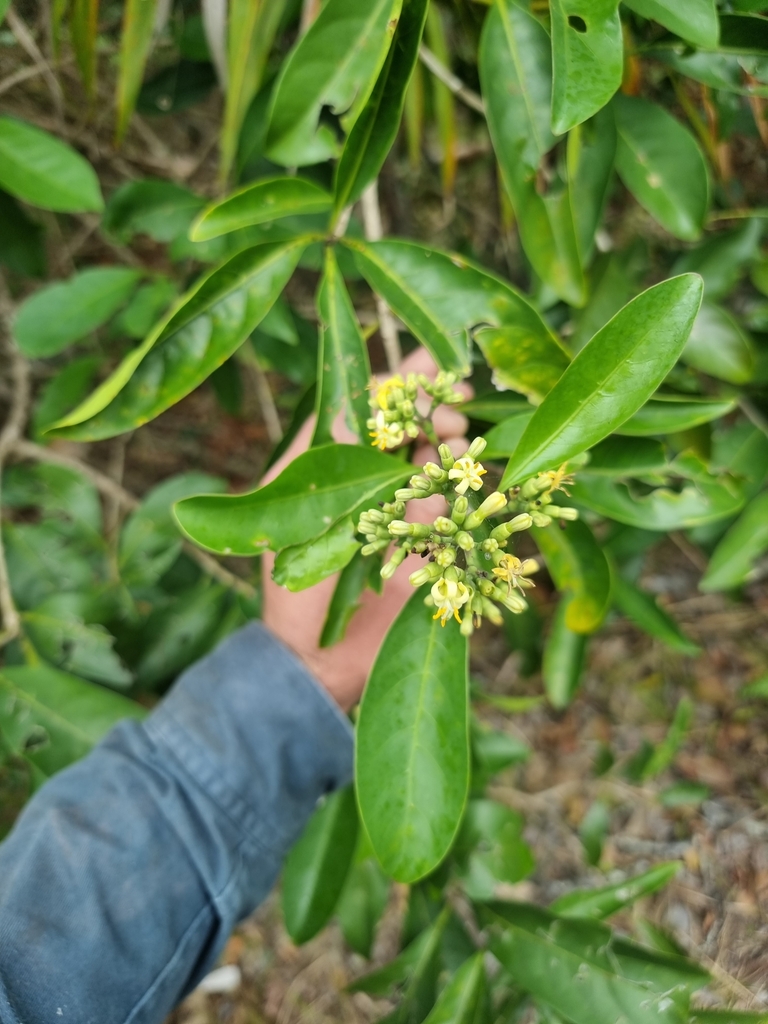 coelospermum