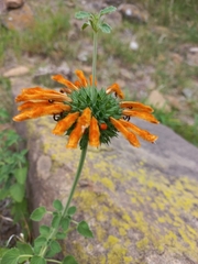 Leonotis ocymifolia