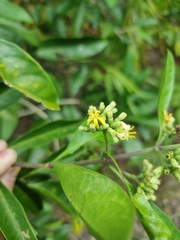 Coelospermum paniculatum paniculatum