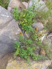 Leonotis ocymifolia