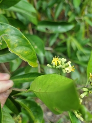 Coelospermum paniculatum paniculatum
