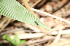 Dolichurus
