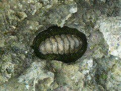 Acanthopleura gemmata