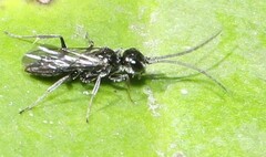Dolichurus