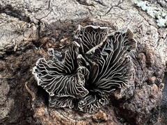 Resupinatus alboniger