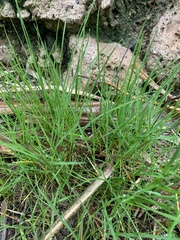 Poaceae