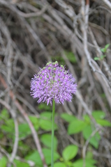 Allium dodecadontum