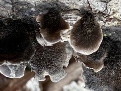 Resupinatus alboniger