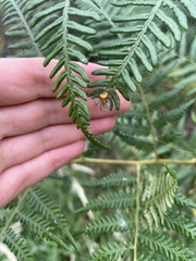 Araneus albotriangulus