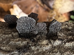 Resupinatus alboniger