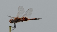 Tramea basilaris