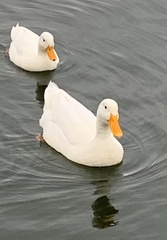 Anas platyrhynchos domesticus