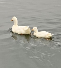 Anas platyrhynchos domesticus