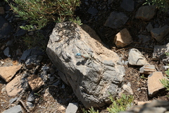 Pseudotrapelus jensvindumi