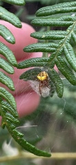 Araneus albotriangulus