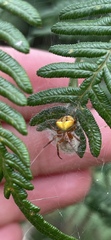 Araneus albotriangulus