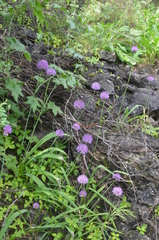 Allium dodecadontum