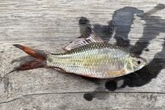 Osteochilus vittatus