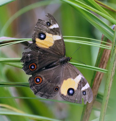 Tisiphone abeona albifascia