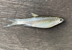 Rasbora