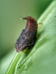 Hylicinae