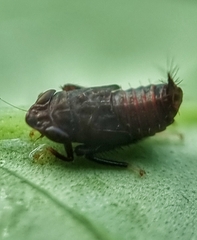 Hylicinae