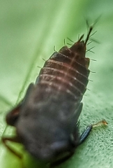 Hylicinae