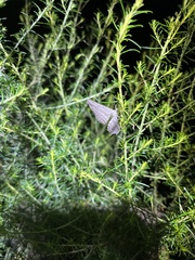 Dissomorphia australiaria