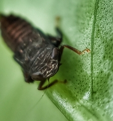 Hylicinae