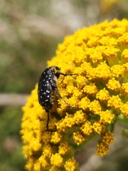 Oxythyrea marginalis