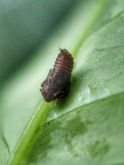 Hylicinae