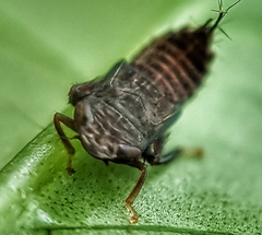 Hylicinae