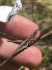 Keyacris scurra