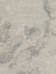 Amblyrhynchote honckenii