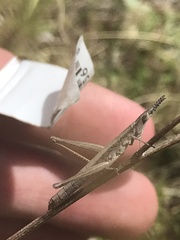 Keyacris scurra