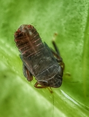 Hylicinae