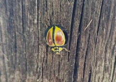 Australoneda bourgeoisi