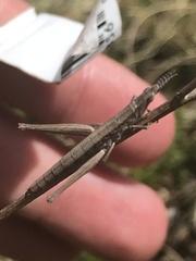 Keyacris scurra