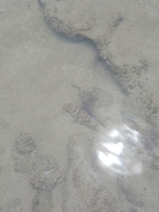 Amblyrhynchote honckenii