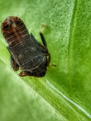 Hylicinae