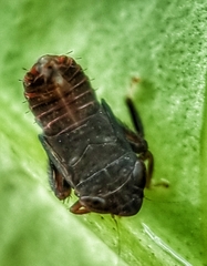 Hylicinae
