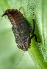 Hylicinae
