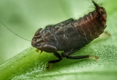 Hylicinae