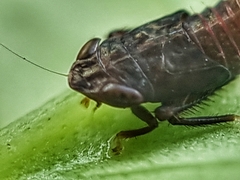 Hylicinae