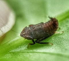 Hylicinae