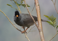 Hypsipetes borbonicus