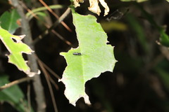 Dolichurus