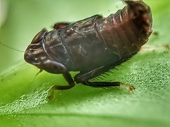Hylicinae
